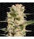 Belladonna fem. Paradise Seeds