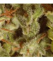 Coleccion Sativa Pack 6 u. Paradise Seeds