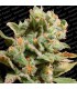 Dutch Dragon fem. Paradise Seeds