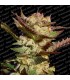 Durga Mata  5 u. fem. Paradise Seeds