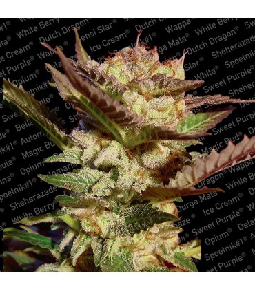 Durga Mata  5 u. fem. Paradise Seeds