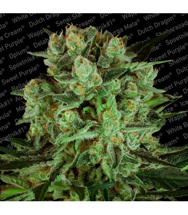 Durga Mata II CBD 10 u. fem. Paradise Seeds