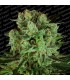 Durga Mata II CBD fem. Paradise Seeds