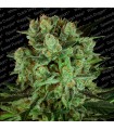 Durga Mata II CBD fem. Paradise Seeds