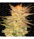 Ice Cream fem. Paradise Seeds