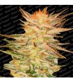 Ice Cream fem. Paradise Seeds