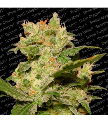 Auto Jack fem. Paradise Seeds