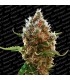 Lucid Bol fem. Paradise Seeds