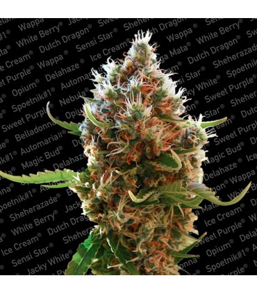 Lucid Bol  5 u. fem. Paradise Seeds