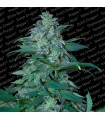 Magic Bud fem. Paradise Seeds