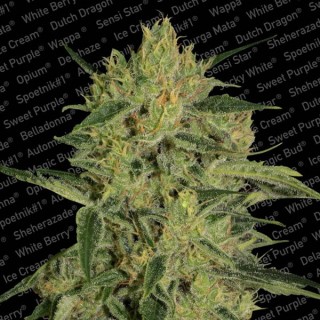 Nebula II CBD fem. Paradise Seeds