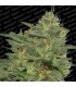 Original Cheese fem. Paradise Seeds
