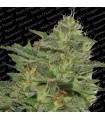 Original Cheese fem. Paradise Seeds