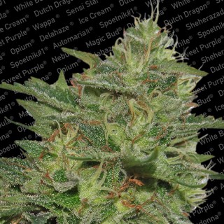 Original Cheese  5 u. fem. Paradise Seeds