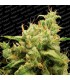 Opium fem. Paradise Seeds