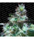 Original White Widow  10 u. fem. Paradise Seeds