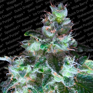 Original White Widow fem. Paradise Seeds
