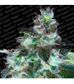 Original White Widow fem. Paradise Seeds