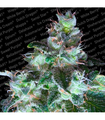 Original White Widow   5 u. fem. Paradise Seeds