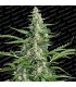 Pandora 5 u. fem. Paradise Seeds