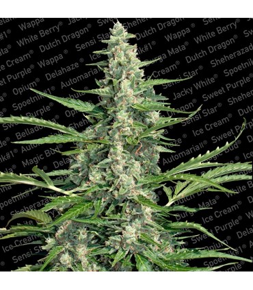 Pandora  5 u. fem. Paradise Seeds