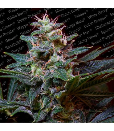Sweet Purple 10 u. fem. Paradise Seeds