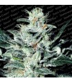 Sensi Star fem. Paradise Seeds