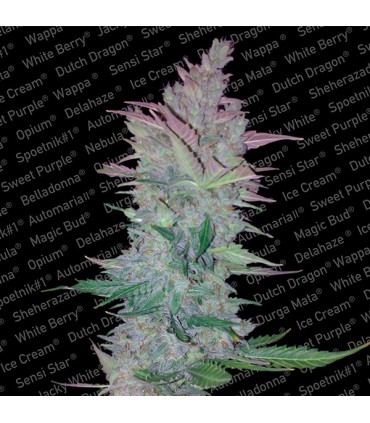 Vertigo  5 u. fem. Paradise Seeds
