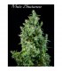White Bhutanase 6 sem. fem. Mandala Seeds