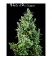 White Bhutanase 6 sem. fem. Mandala Seeds