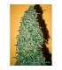 California Dream 6 sem. fem. Mandala Seeds