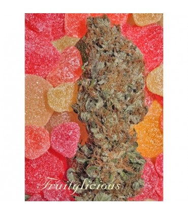 Fruitylicious 6 u. fem. Mandala Seeds (AGOTADA EN ORIGEN)