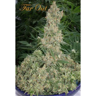 Far Out . fem. Mandala Seeds