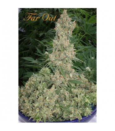 Far Out 6 sem. fem. Mandala Seed