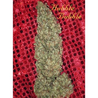 Hubble Bubble fem. Mandala Seeds