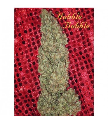 Hubble Bubble 6 u. fem. Mandala Seeds