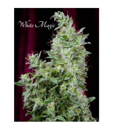 White Magic . fem. Mandala Seeds