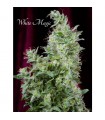 White Magic . fem. Mandala Seeds