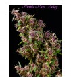 Purple Paro Valley . fem. Mandala Seeds