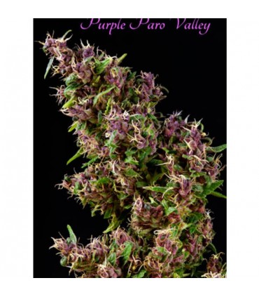Purple Paro Valley 6 sem. fem. Mandala Seeds