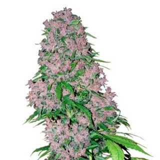 Purple Bud fem. White Label