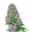 Purple Bud fem. White Label