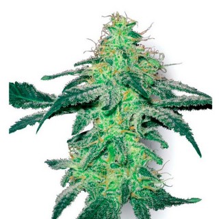 White Skunk fem. White Label
