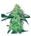 White Skunk fem. White Label