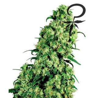 Skunk N1 - fem. White Label