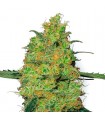 Master Kush fem. White Label