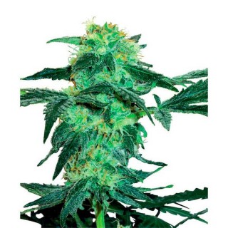 White Ice fem. White Label