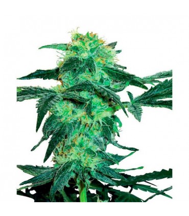 White Ice fem. White Label