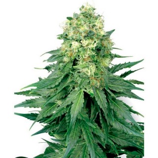 White Widow fem. White Label