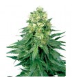 White Widow fem. White Label